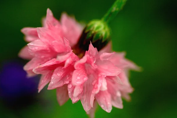 Розовая гвоздика — стоковое фото