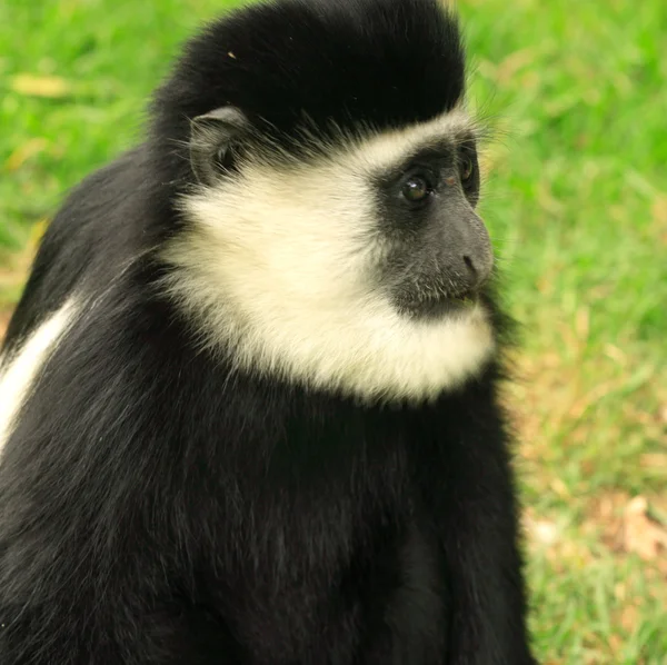 Single colobus monkey — Stock Photo, Image