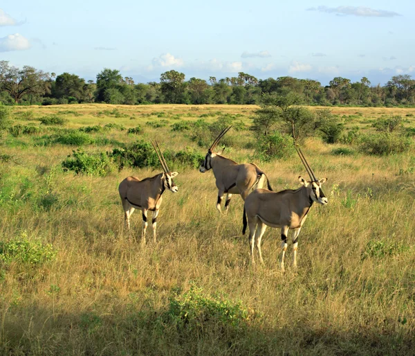 Grants Gazelle — Stockfoto