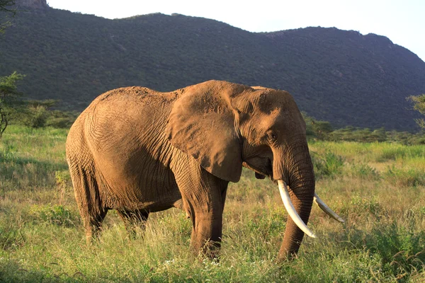 Afrikaanse olifant — Stockfoto