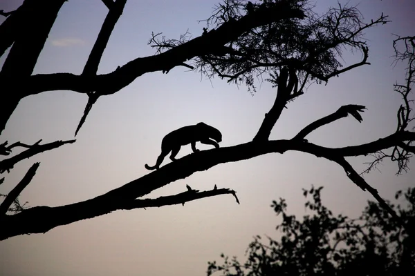 Silhouetted Leopard — Stock Photo, Image