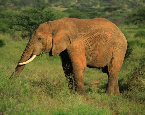 Mangiare elefanti — Foto Stock
