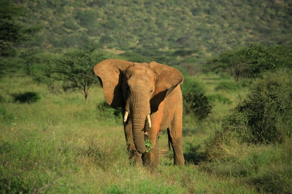 Elefante con battito delle orecchie — Foto Stock