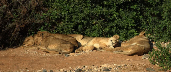 Lvi vyhřívají na slunci — Stock fotografie