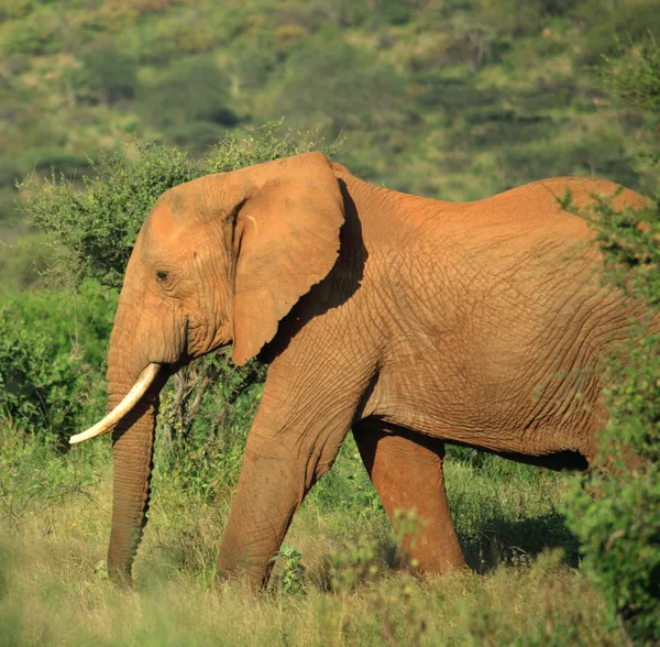 Passeggiando elefante — Foto Stock