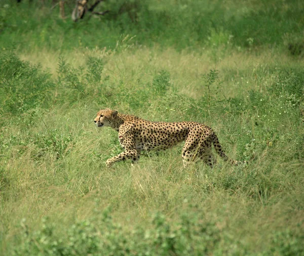 Gepard auf der Flucht — Stockfoto