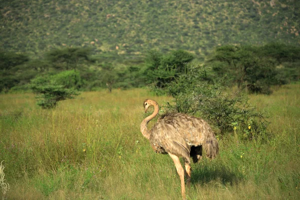 Struisvogel — Stockfoto