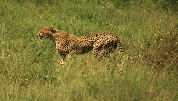 Enda cheetah kör genom gräset — Stockfoto