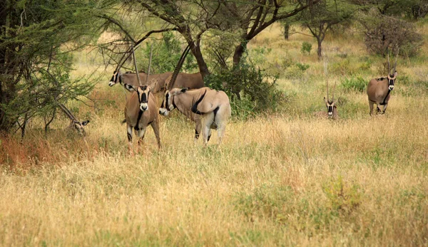 Herd of Gemsbok gazelle — Stock Photo, Image
