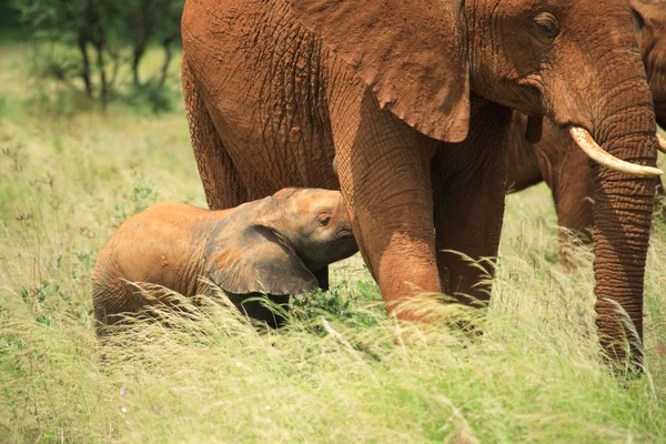 Baby elephant feeding — Stock Photo, Image