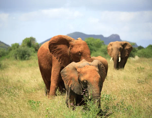 Familie av elefanter – stockfoto