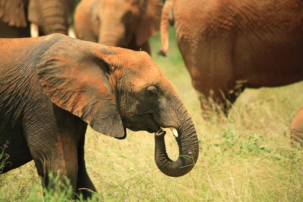 Ung elefant – stockfoto