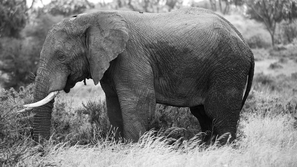 Zwarte en witte olifant — Stockfoto