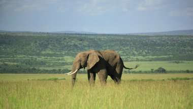 masai mara da fil
