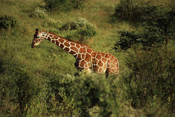 单个长颈鹿 — 图库照片