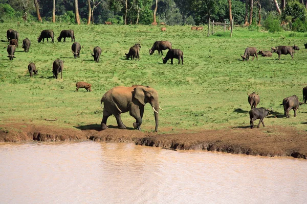 Wildlife at a waterhole — Stock Photo, Image