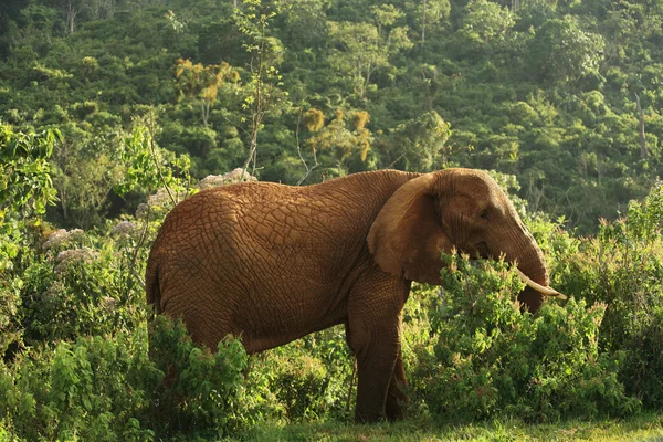 Oude vrouwelijke olifant — Stockfoto