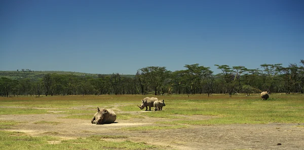 Rhino на озеро Накуру — стокове фото