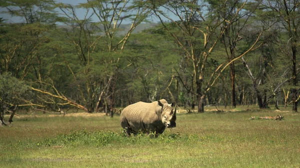 Rinoceronte blanco — Foto de Stock