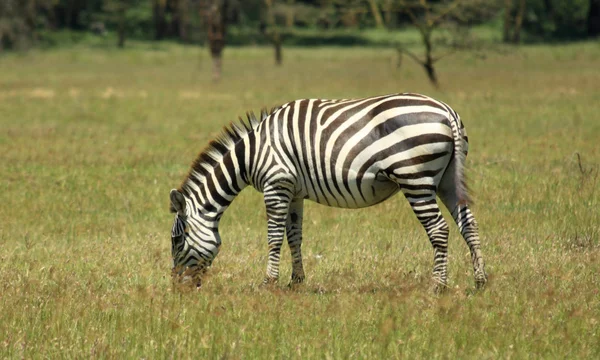 Zebra in lake nakuru — Stockfoto