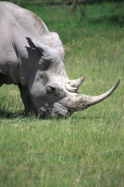 Witte neushoorn — Stockfoto