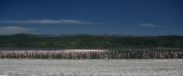 Розовые фламинго на озере Накуру

