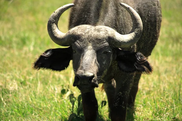 Moody Buffalo. — Fotografia de Stock