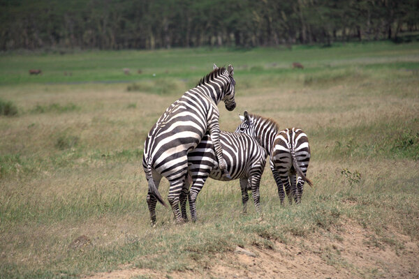 Burchell's Zebra mating in the Masai Mara