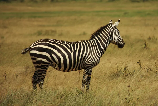 Einzelnes Zebra — Stockfoto