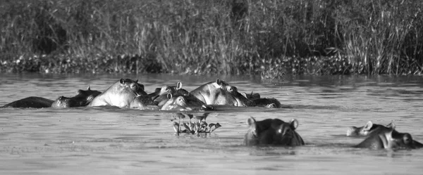 Familie der Flusspferde — Stockfoto
