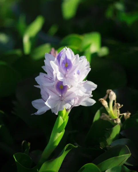 La flor del jacinto de agua —  Fotos de Stock
