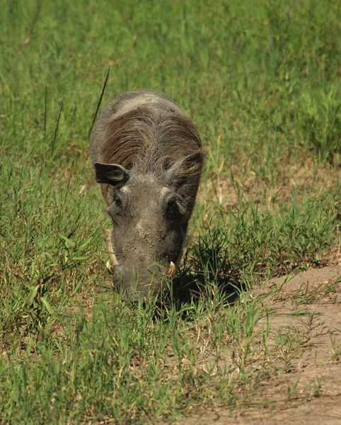 A grazing warthog — Stock Photo, Image