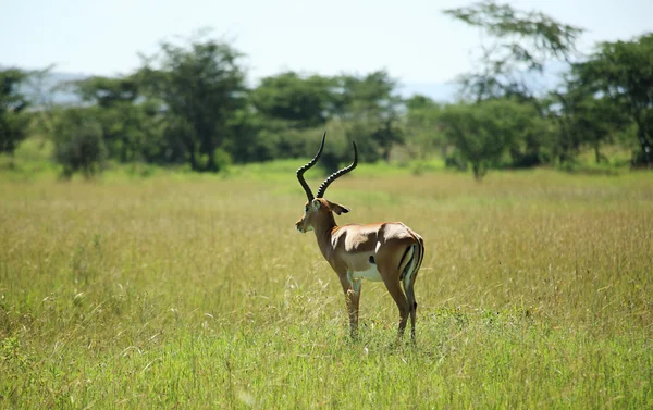 Één impala — Stockfoto