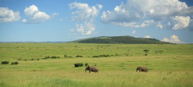 masai mara ile yürüyen iki fil