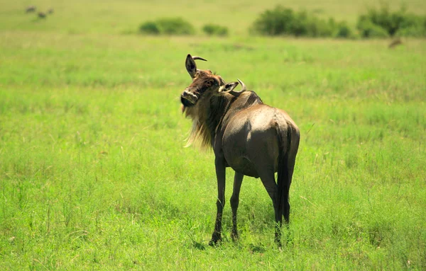 Gnu. — Foto Stock