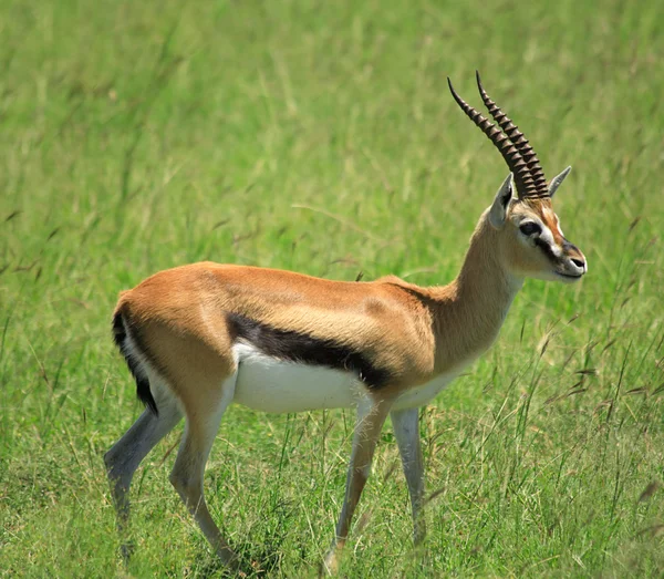 Standing gazelle — Stock Photo, Image