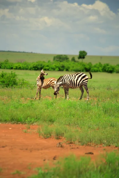 Zebra e potro de Burchell — Fotografia de Stock