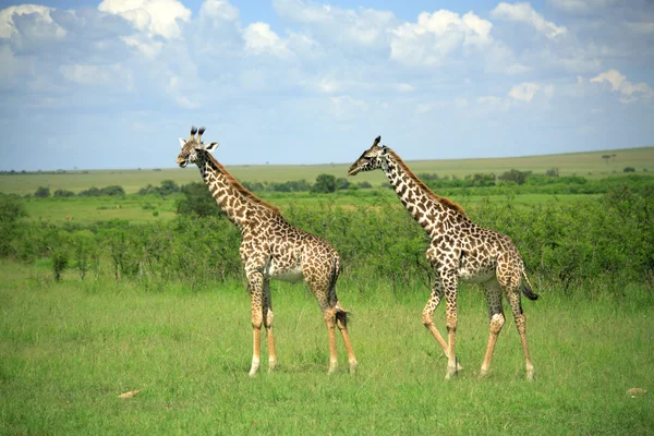 Two giraffe — Stock Photo, Image