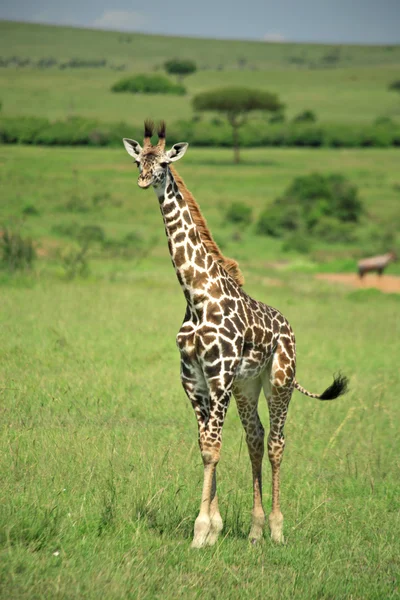 Passeando Girafa — Fotografia de Stock