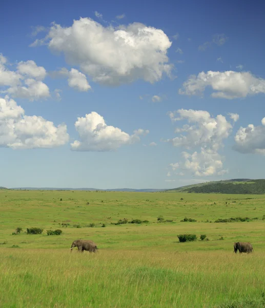 Deux éléphants — Photo