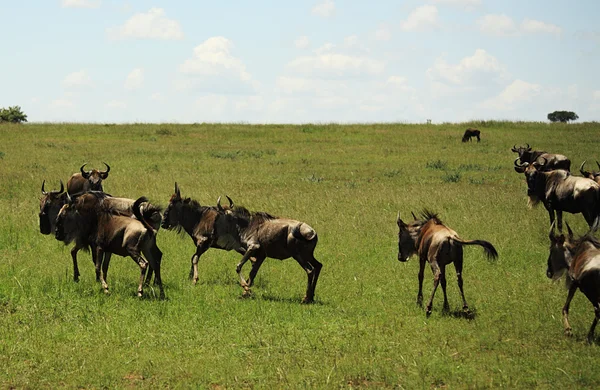 Running wildebeest — Stock Photo, Image