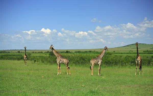 Girafa simétrica — Fotografia de Stock