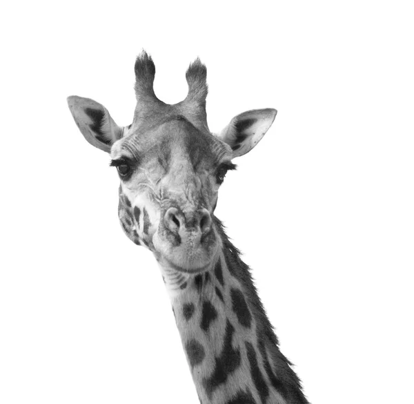 Black and white giraffe — Stock Photo, Image