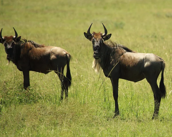 Two wildebeest — Stock Photo, Image