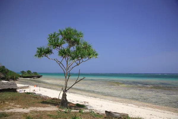 Tropisk strand — Stockfoto