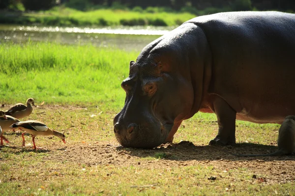 Les oiseaux essayant de pincer la nourriture de l'hippopotame — Photo