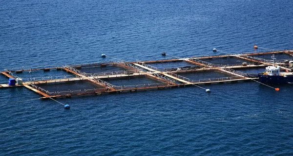 Tarım balık kefalonia