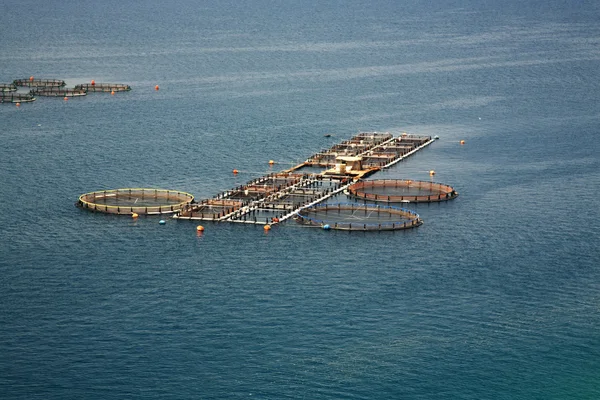 Balık çiftliği: kefalonia
