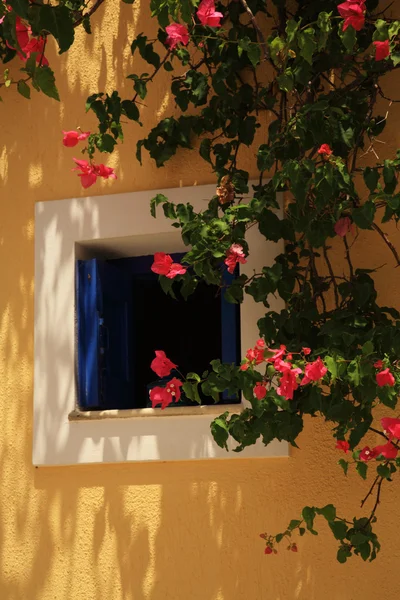 Pencere büyüyen Begonvil — Stok fotoğraf