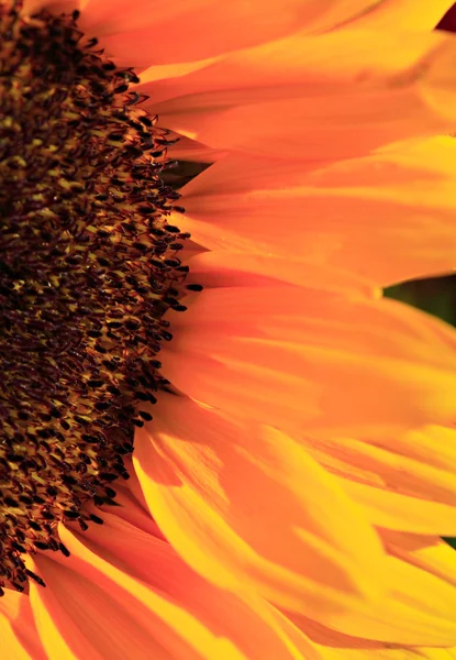 Close up of the florets and petals of a sunflower — Stock Photo, Image